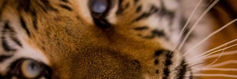 jessykalewis's profile banner image