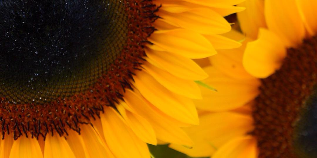 IssaquahMaven's profile banner image
