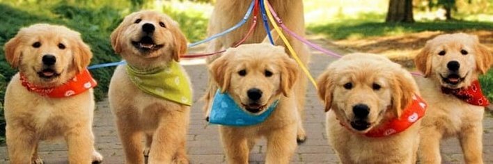I Love Dogs banner