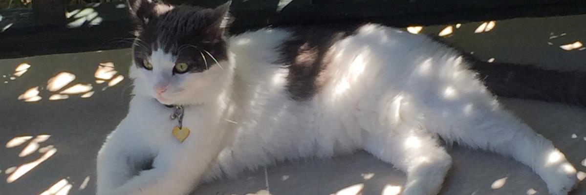 NilTurcan's profile banner image