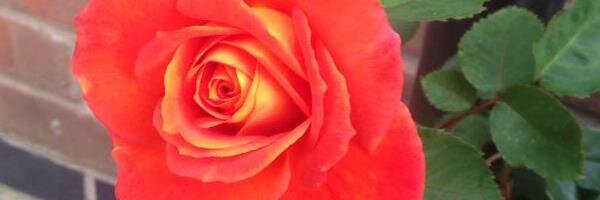 Karen Greenwood 💙 banner