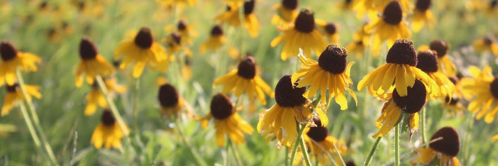 Emmanuel Gonzalez banner