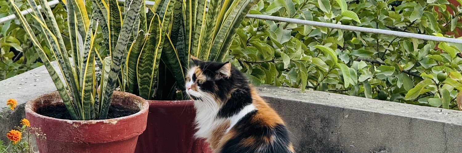 TheRoyalPaw's profile banner image