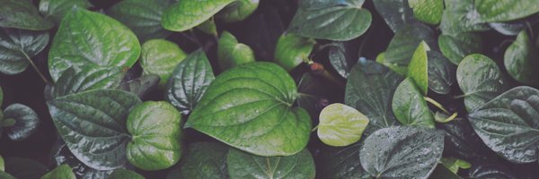 SuchAFellow Profile Banner