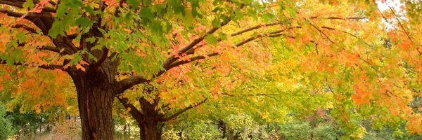 StardustSC2 Profile Banner