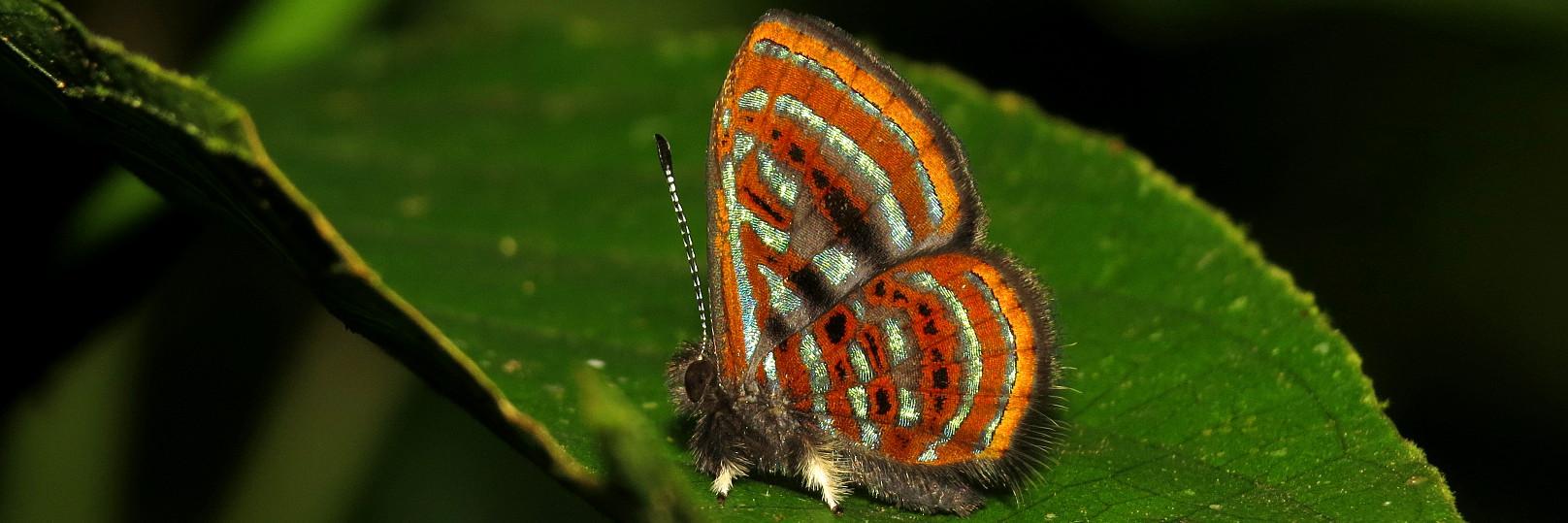 MariposaBT's profile banner image