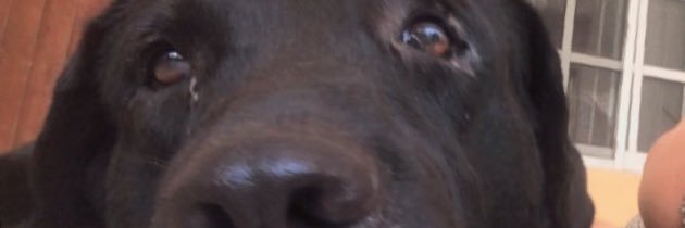 la_ferrel's profile banner image
