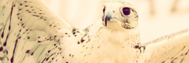 ‏༄ يوسف الترقصي ༄ banner
