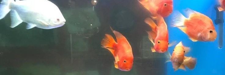 ℒm 𓆡° ｡ banner