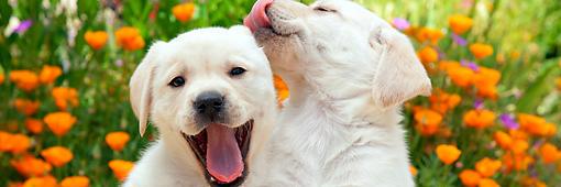 Pets Playground banner