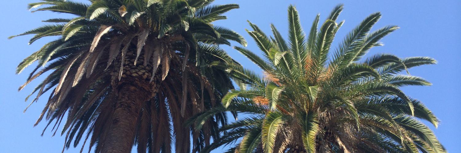 CleverGrlRaptor's profile banner image