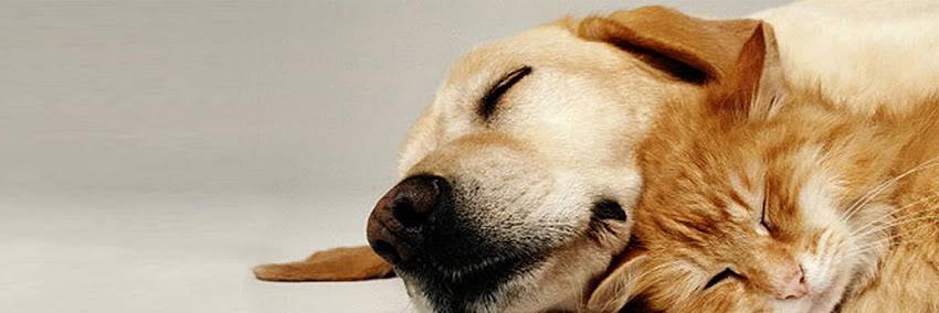 petssavenue's profile banner image