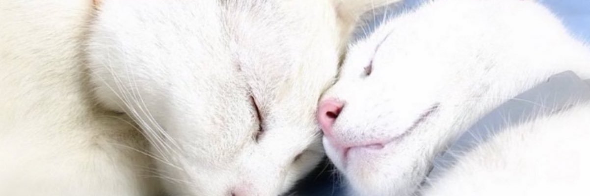 ウエマツ banner