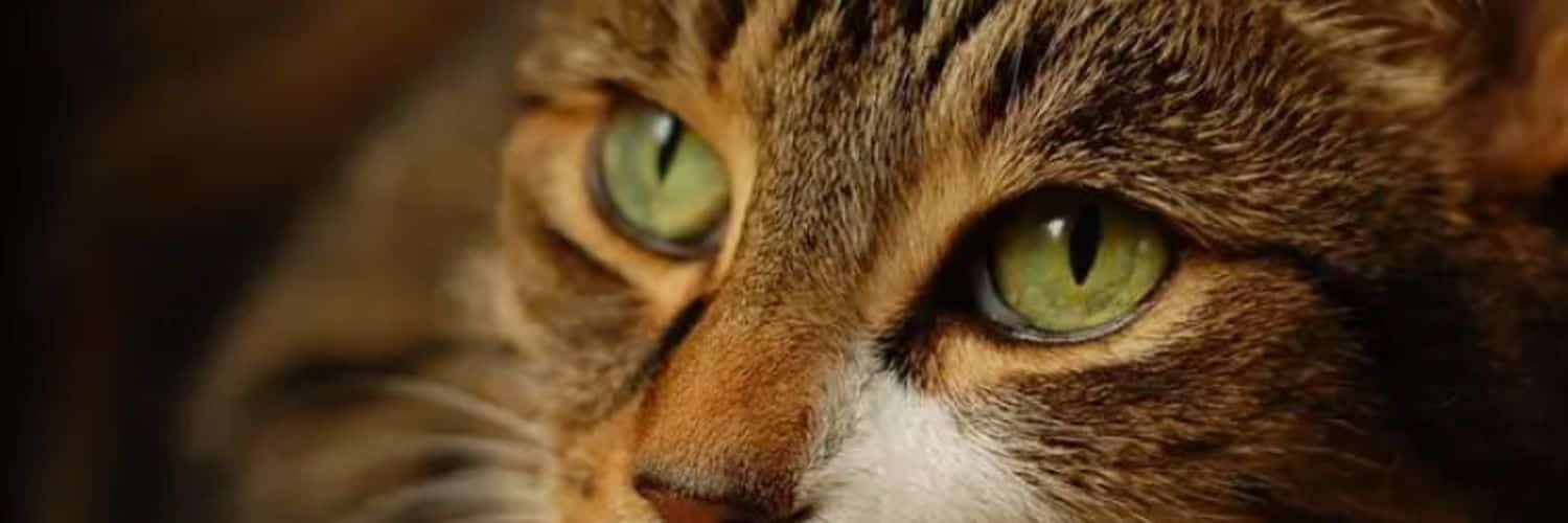 PennyJMiller's profile banner image