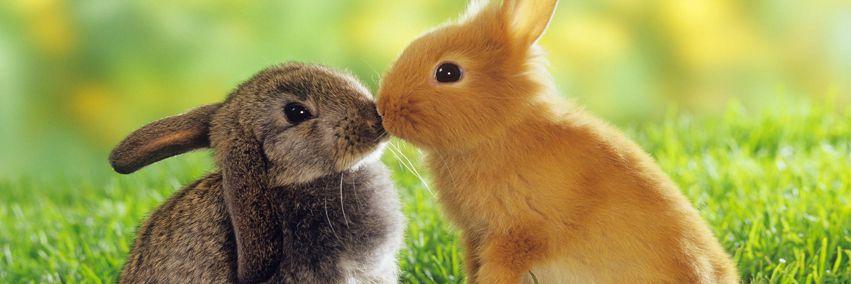 petsathomes's profile banner image