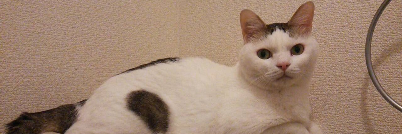 メタモン可愛いよね(*^ω^*) banner