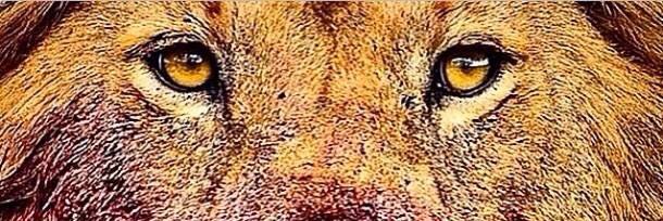 Lionnessam's profile banner image