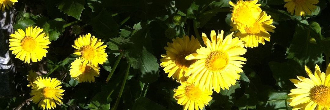 Lou_Ravn's profile banner image