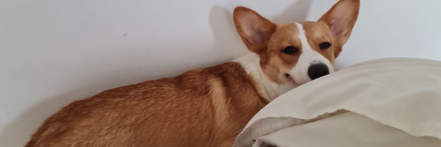 sannndals's profile banner image