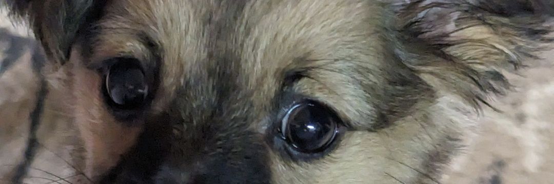 Chezza_bug's profile banner image