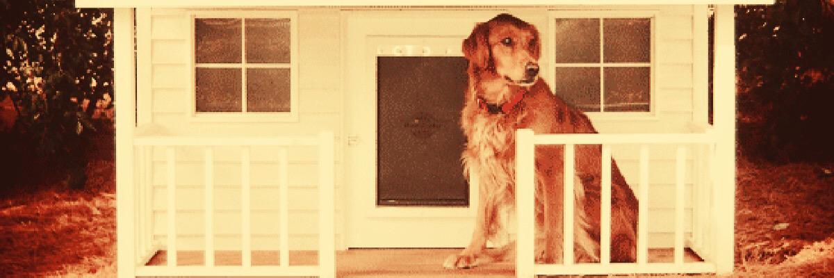 midgetwithadog's profile banner image