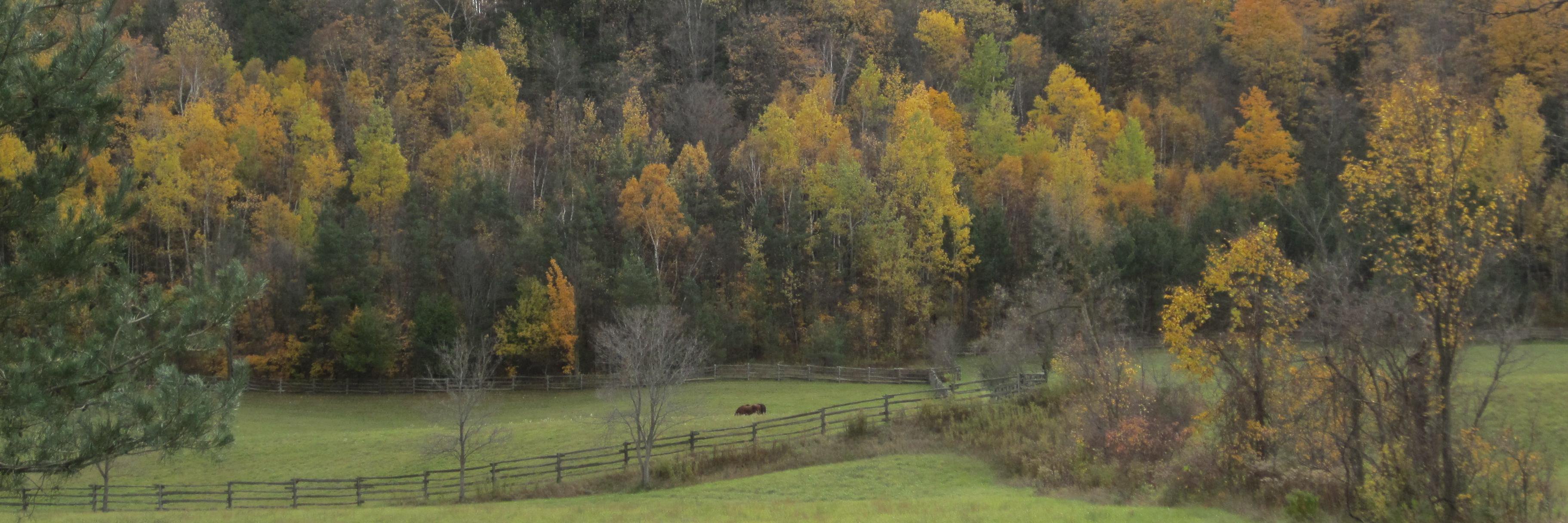 CaledonRealtor's profile banner image
