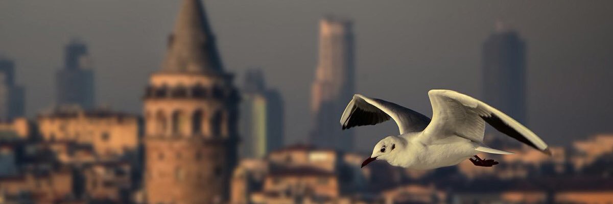 cerenyuceltwit1's profile banner image