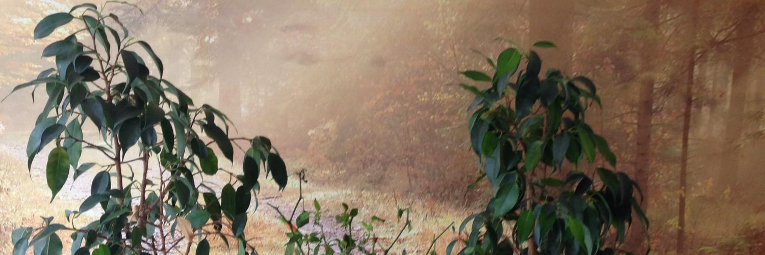 ruthjune2000's profile banner image