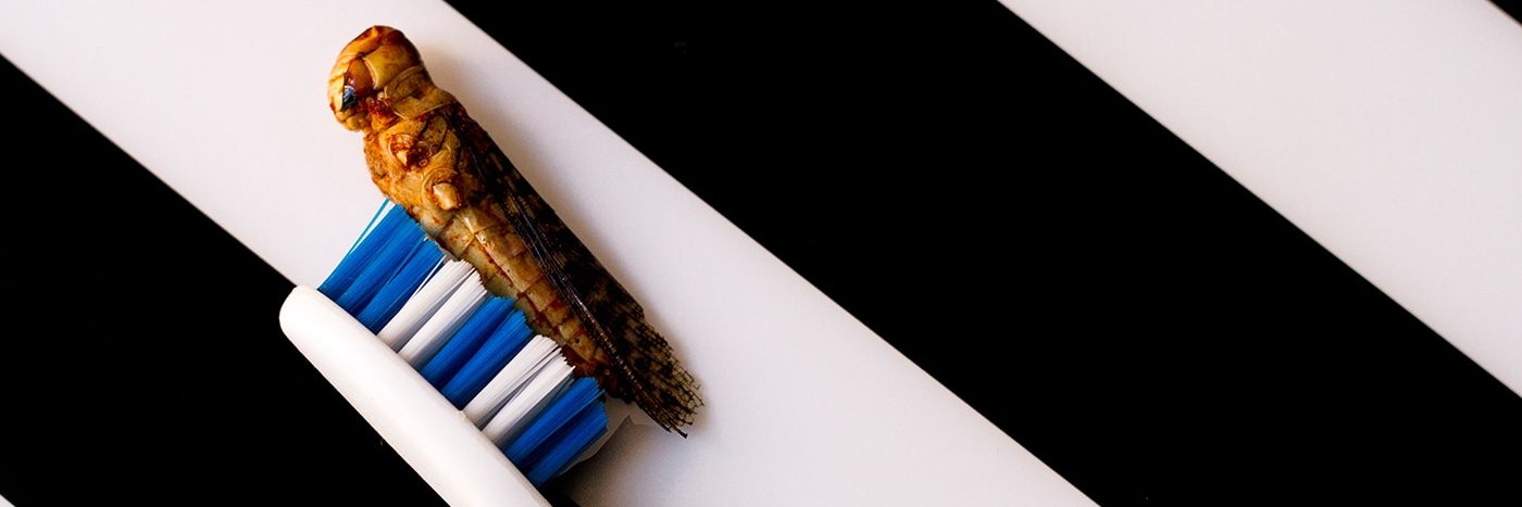 21bites banner