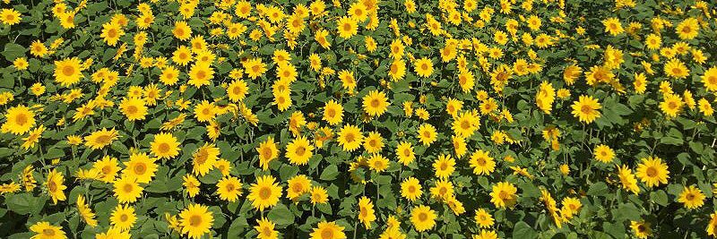 sunFlower_01ray's profile banner image