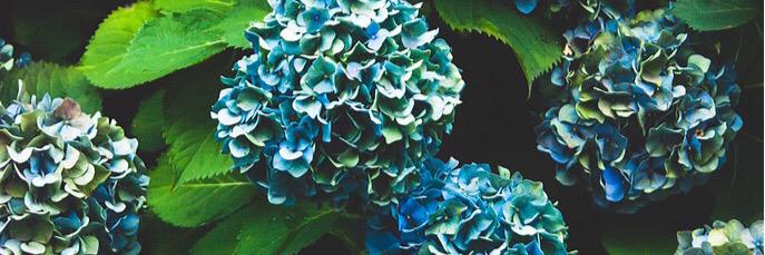 ciaosivan's profile banner image