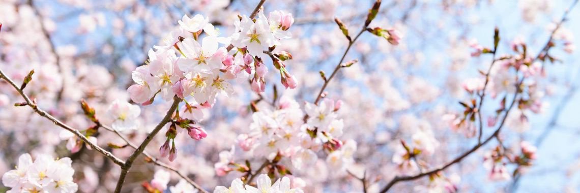 hkbc_hirokindai's profile banner image