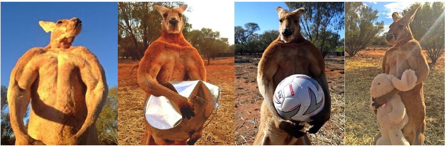 Roger Kangaroo banner