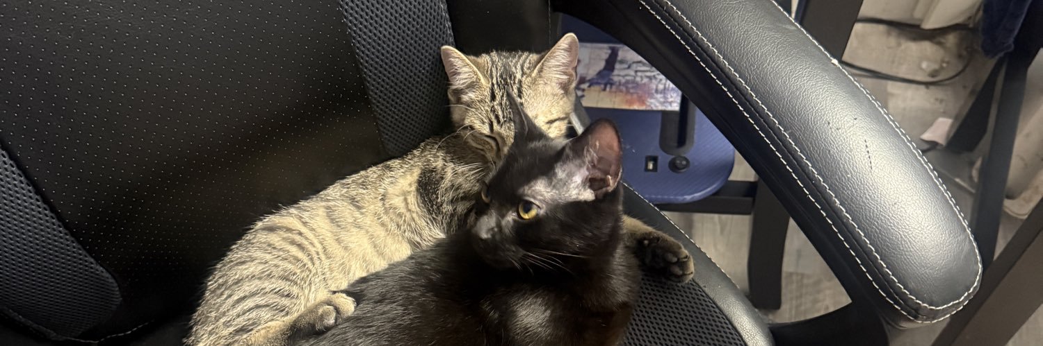 BuzzTeddyCats's profile banner image