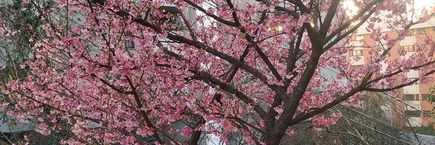 absurtos's profile banner image