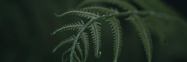 TissMoldovan Profile Banner