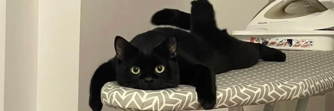 FFfelin's profile banner image