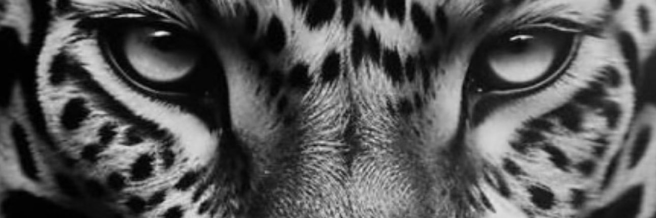 _eu_victoria's profile banner image