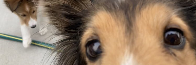 Sassachusetts_'s profile banner image