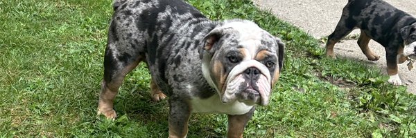 stephon_bro Profile Banner