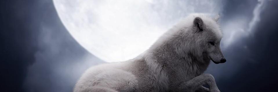 carnagiul's profile banner image