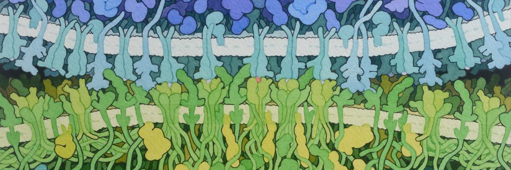 Michael Chavez banner