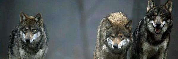 _42_SERAP_'s profile banner image