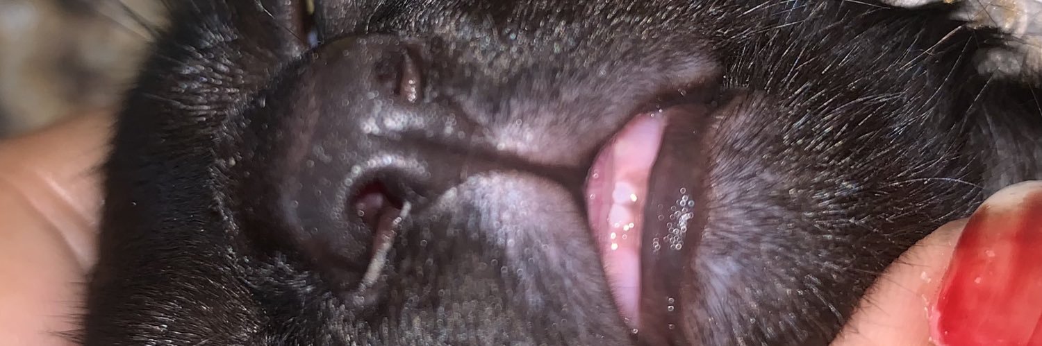 pqpthxi's profile banner image