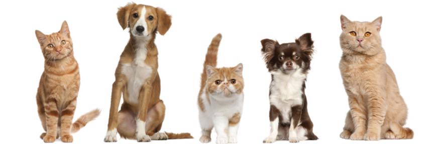 JFKAnimalClub's profile banner image