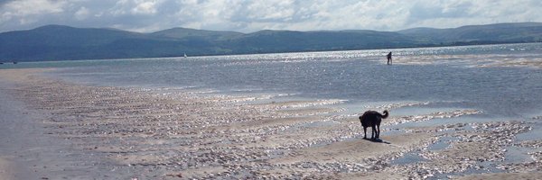 angela_royle Profile Banner