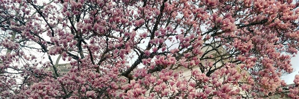 Sharon Brooks banner