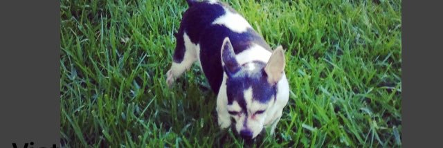 Patsydog1's profile banner image