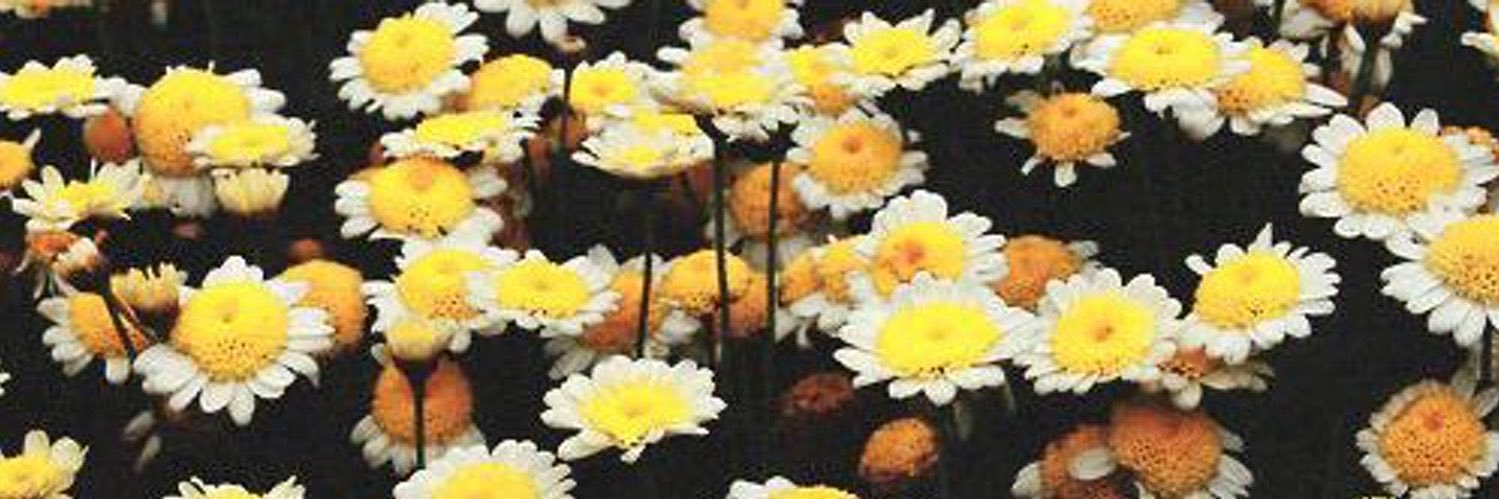 haidengdr's profile banner image