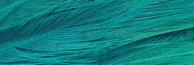 Francesco Grazioso banner